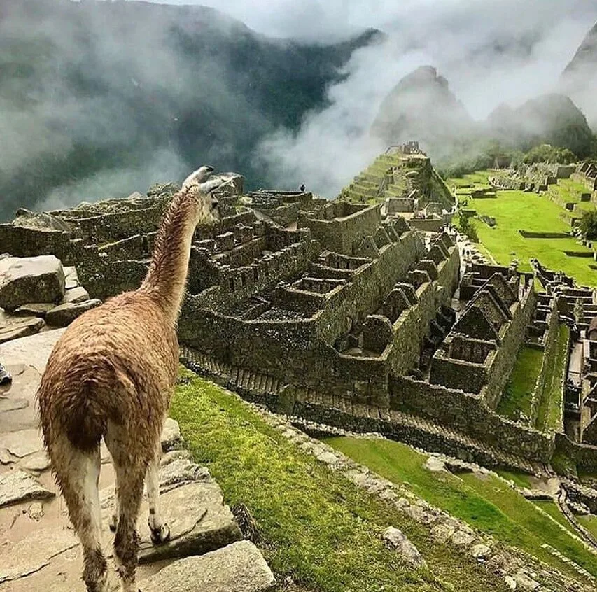 Machupicchu-Lama